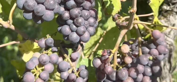 video jesera - vendemmia