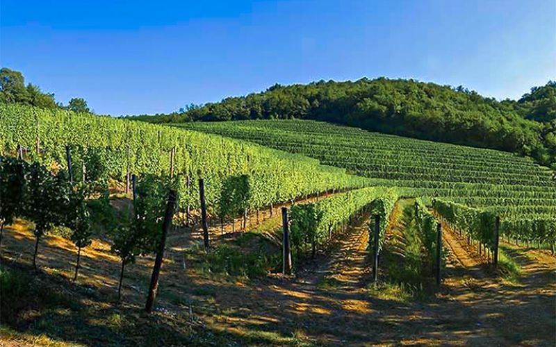 Vigna Ronco Bernizza